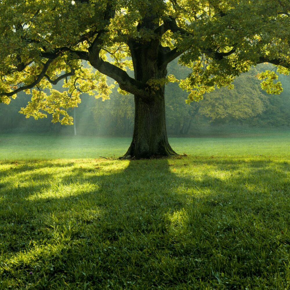 Beautiful tree in the middle of a field covered with grass with the tree line in the background A beautiful tree in the middle of a field covered with grass with the tree line in the background